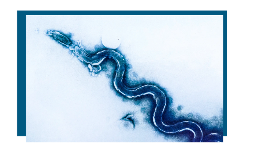 Le Treponema pallidum, la bactérie responsable de la syphilis.