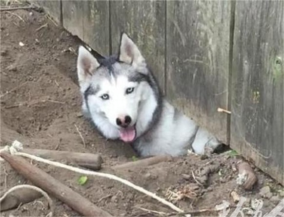 cute news tier hund husky

https://www.reddit.com/r/lol/comments/xzhh0o/hi_my_neighbor/