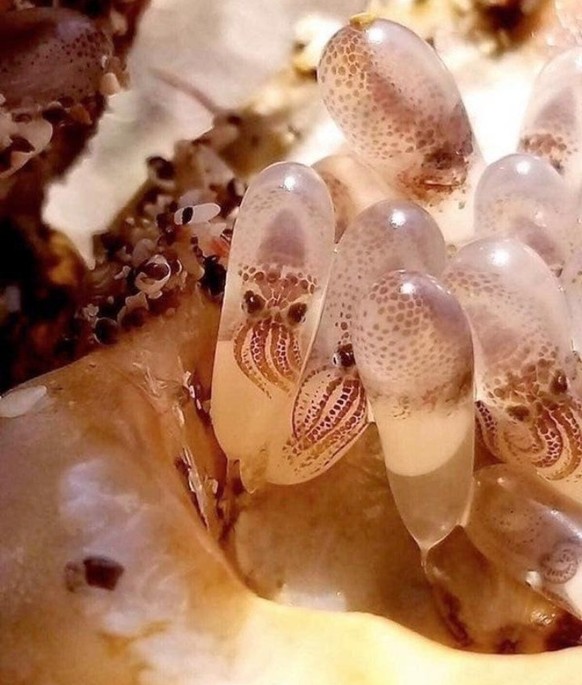 cute news tier oktopus

https://www.reddit.com/r/NatureIsFuckingLit/comments/12i3fr3/a_photo_of_baby_octopuses_still_in_their_eggs/