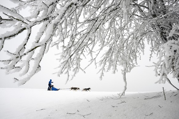 Un musher et ses chiens en action lors de la 50e edition des Courses de chiens de traineaux et Fete du chien nordique ce samedi 28 janvier 2023 a Saignelegier dans le canton du Jura. Cette course de c ...