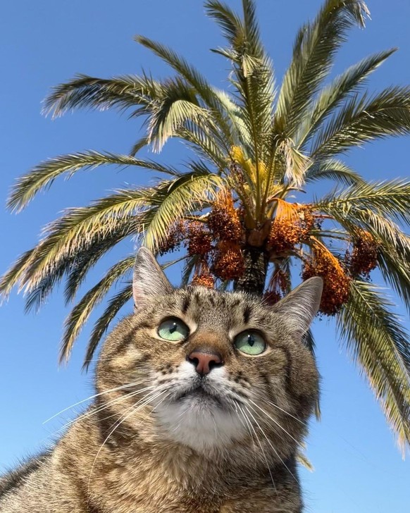 Stepan, chat influenceur d'Ukraine, vit sa meilleure vie à Nice. watson