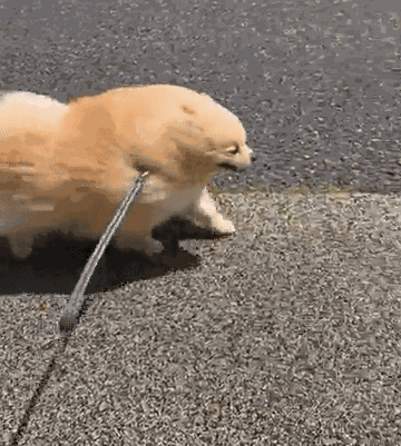 GIF animé