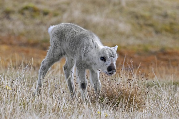 Kalb des Spitzbergen Rentiers Rangifer tarandus platyrhynchus bei der Futtersuche in der Tundra im Sommer auf Spitzbergen, Norwegen, Europa Svalbard reindeer Rangifer tarandus platyrhynchus calf forag ...