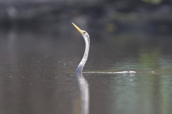 Amerikanischer Schlangenhalsvogel Anhinga anhinga, Ecuador, Südamerika Anhinga Anhinga anhinga, Ecuador, South America Copyright: imageBROKER/BIA iblcrr13508932.jpg Bitte beachten Sie die gesetzlichen ...