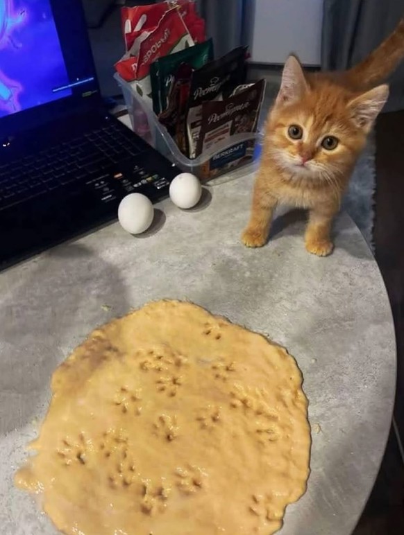 Cute News: süsse und lustige Tierbilder