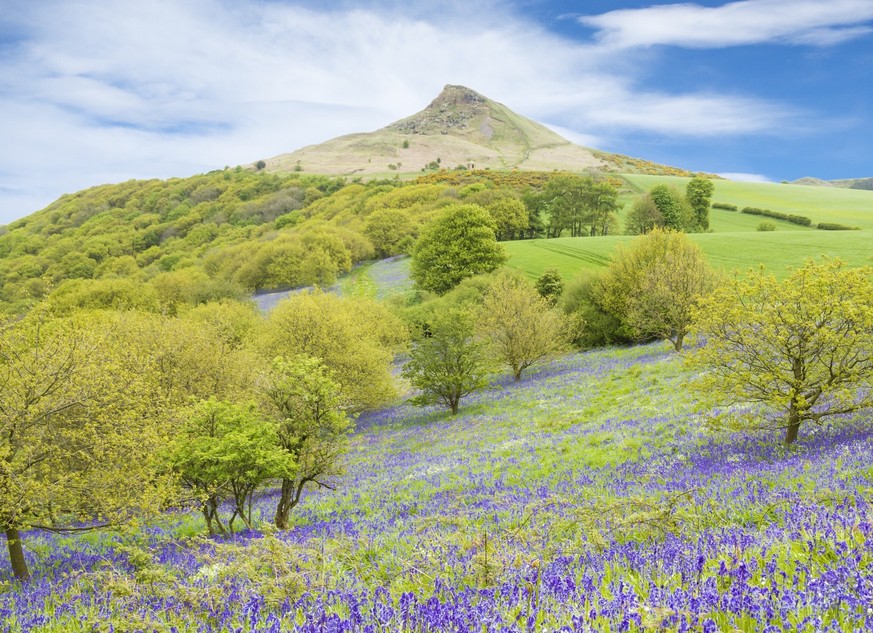 Flowering Bluebells near Roseberry Topping in North York Moors National Park, North Yorkshire, England, United Kingdom.