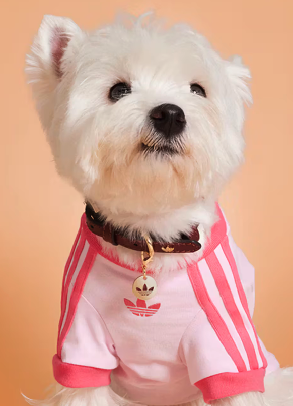 Adidas sort une collection pour chiens et chats.