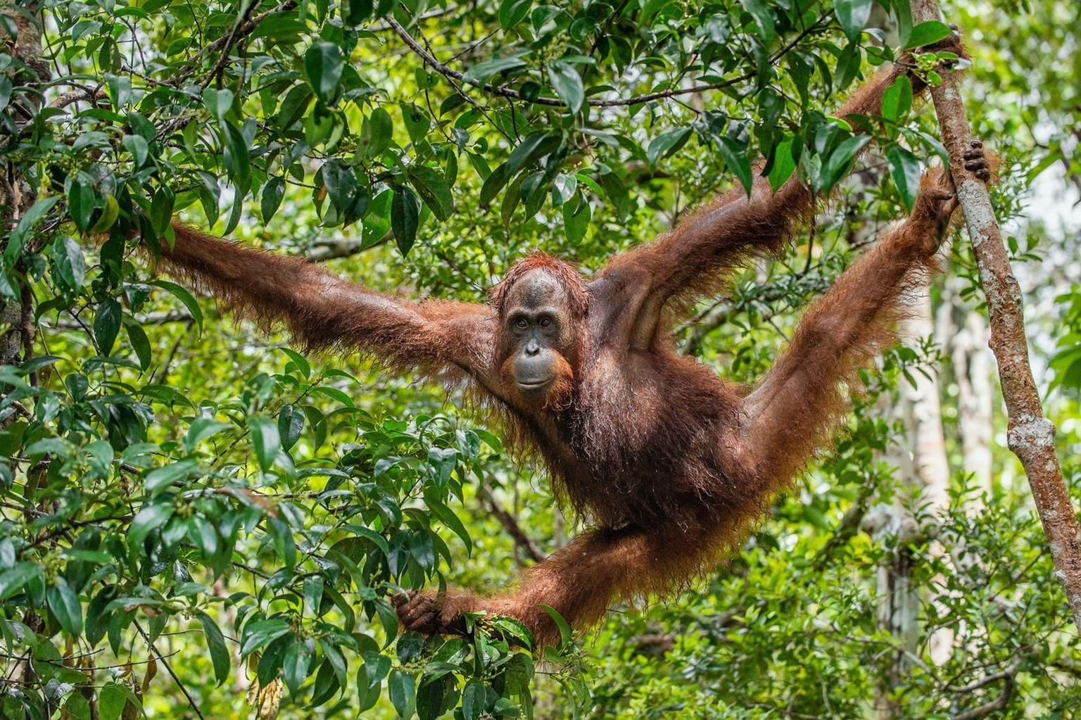 Orang Utan im Regenwald auf der Insel Borneo.