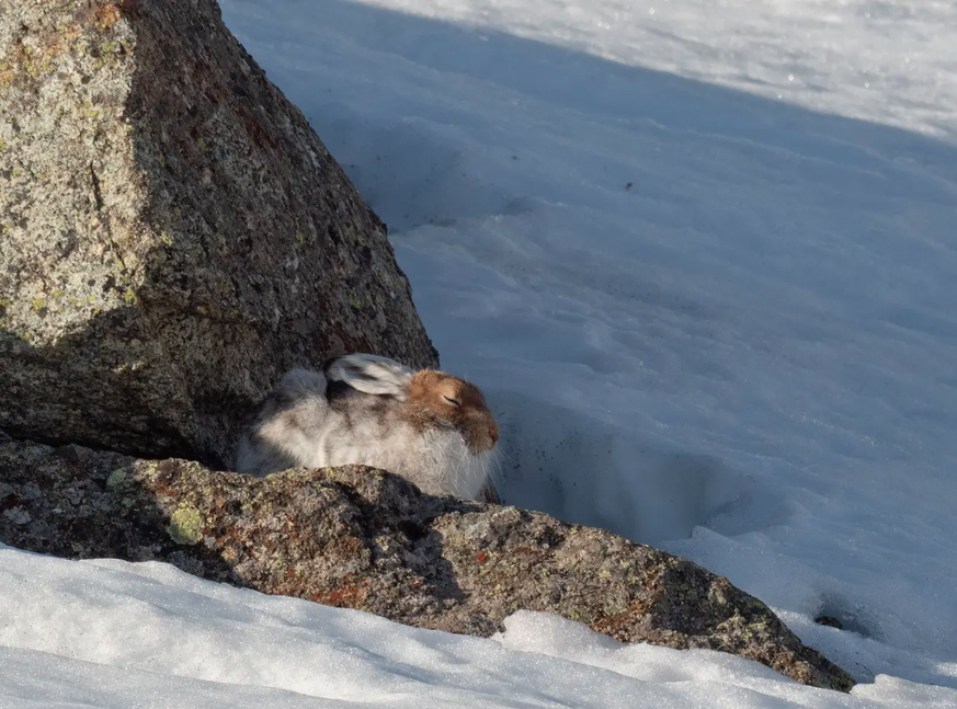 Il est mieux camouflé sur une pierre que dans un champ de neige: un lièvre variable.