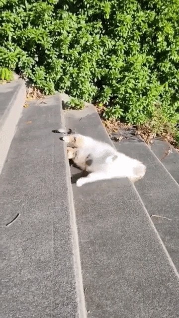 GIF animé