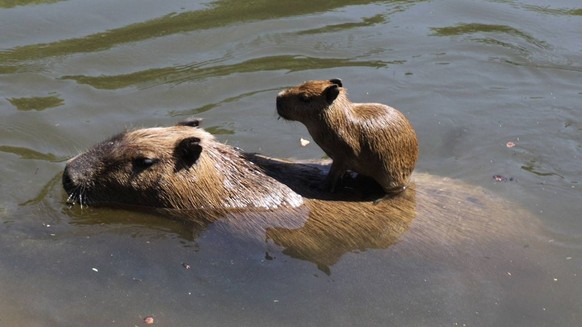 cute news tier capybara am schwimmen

https://imgur.com/t/capybara/DdQTq10