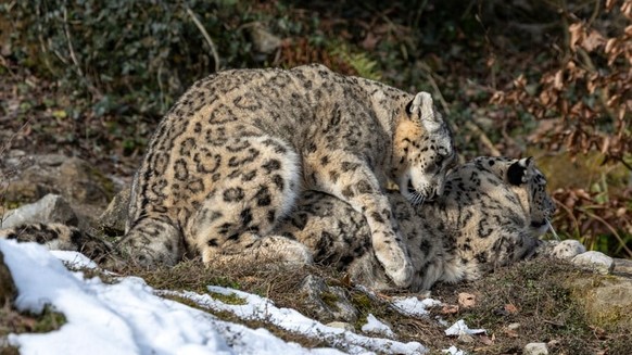 Comment tout a commencé: l&#039;accouplement de Saida et Shahrukh au zoo de Zurich.