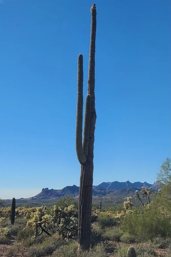 cute news tier rotfluchs auf kaktus

https://www.reddit.com/r/NatureIsFuckingLit/comments/17pw9ju/bobcat_on_top_of_a_huge_saguaro_cactus_in_arizona/