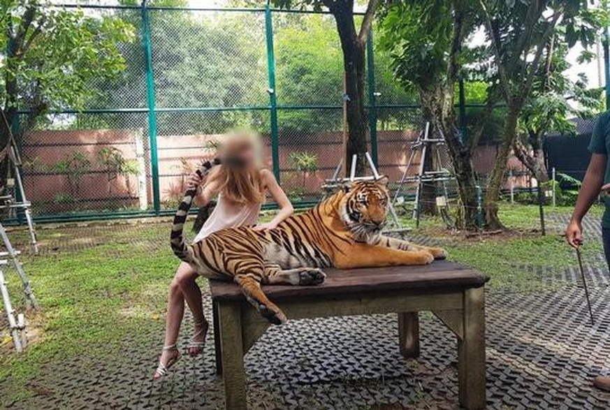 Thailand, Phuket | 2018 10 20 | Investigation at Tiger Kingdom in Kathu, Phuket, Thailand.