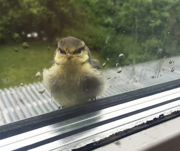 Cute News: Hässiger Vogel