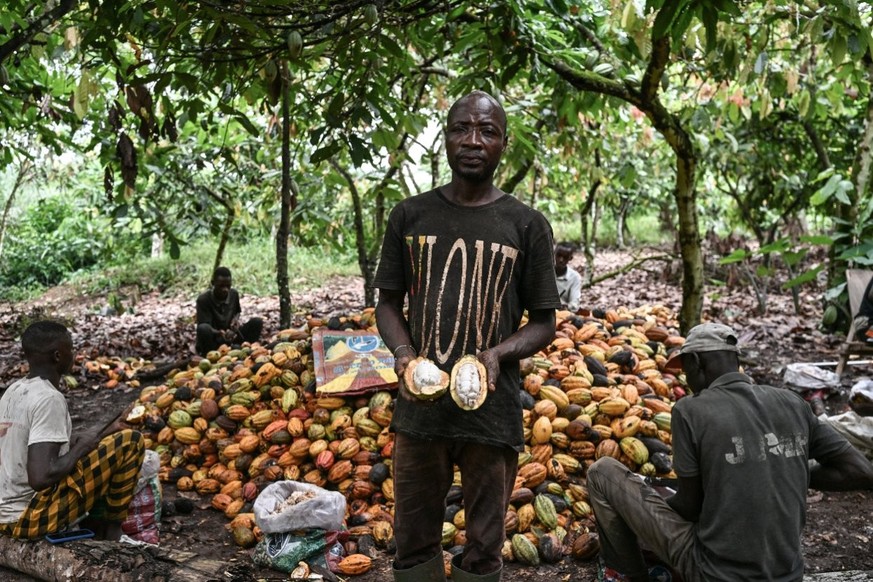 Un producteur ivoirien montre des fèves lors du cassage des cabosses dans une plantation à Agboville, dans la région d&#039;Agneby-Tiassa, le 4 décembre 2025.