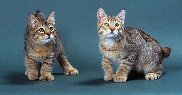 Un lynx d'intérieur. Pas vilain mais cette petite queue... On dirait un lapin, ça fait pas sérieux.