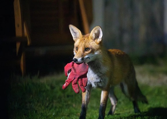 cute news tier fuchs

https://www.reddit.com/r/foxes/comments/1kpw0k4/just_a_few_pictures_of_my_garden_visitors/