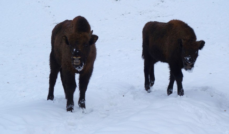 Wisente am 10. Januar 2023 vom Projekt Wisent Thal im Solothurner Jura