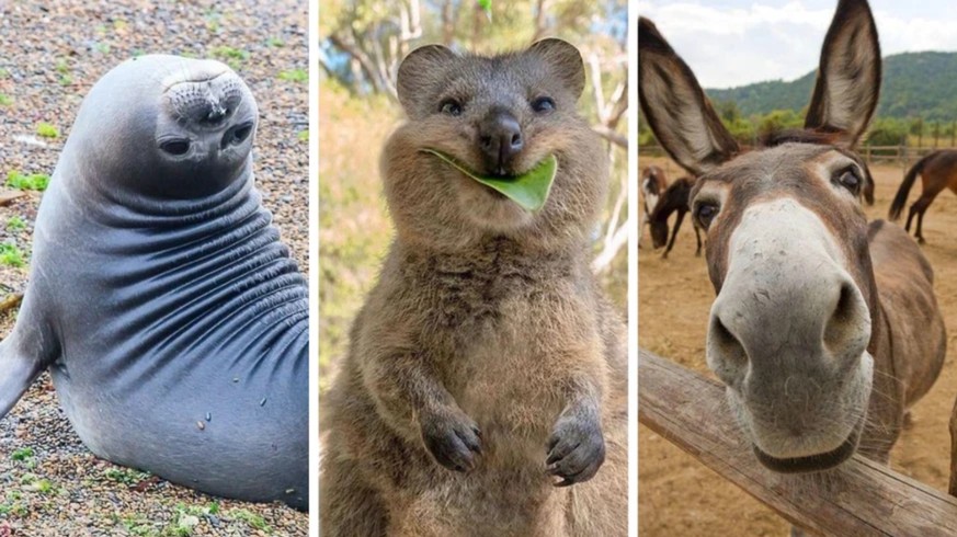 Votre pilule de bonheur du lundi? Des animaux mignons, évidemment