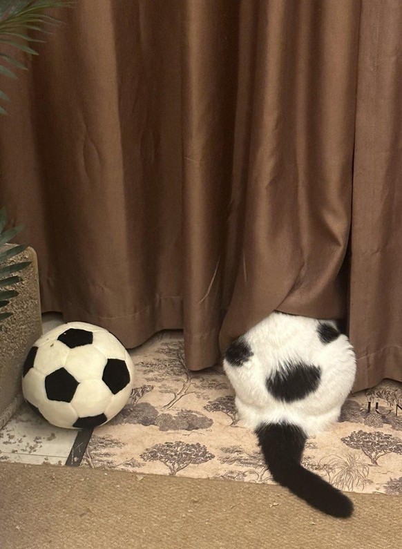 cute news tier katze

https://www.reddit.com/r/CatsBeingCats/comments/1u67fgp/someone_is_pretending_to_be_a_ball/#lightbox