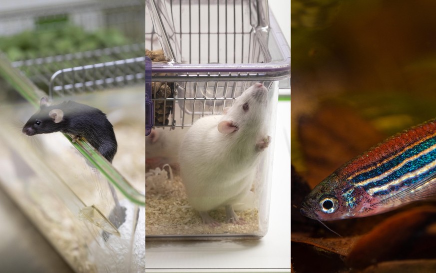 Trois des animaux utilisés dans les labos en Suisse: les souris, les rats et les poissons-zèbres.
