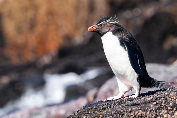 Rockhopper-Penguin /Felsenpinguin, die in einer Kolonie auf Isla Pinguïno bei Puerto Deseado, Santa Cruz, Argentinien