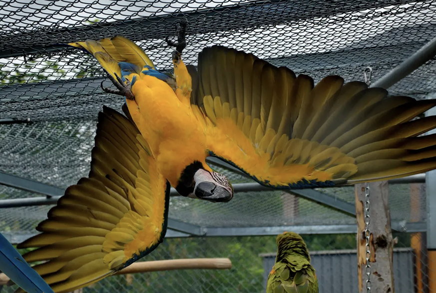 Lorsqu&#039;il pleut, près de la moitié des oiseaux sont même accrochés aux grilles de l&#039;enclos, les ailes déployées.