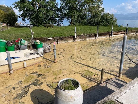 Le pollen de conifères flotte sur le Léman en mai 2026.