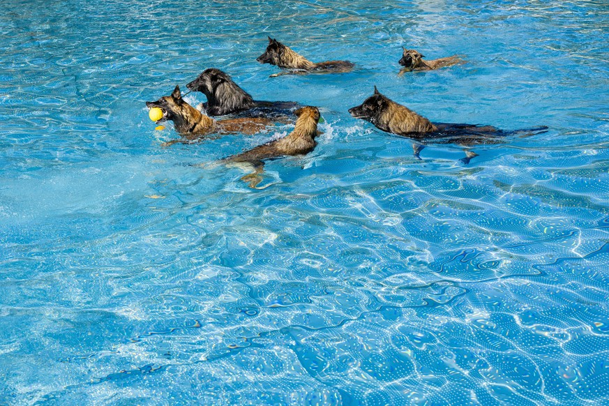 epa13251754 Dogs play in the water at the Toess public outdoor pool in Winterthur, Switzerland, 20 September 2026. The facility opens its chlorine-free pools to dogs for a one-day event after the regu ...