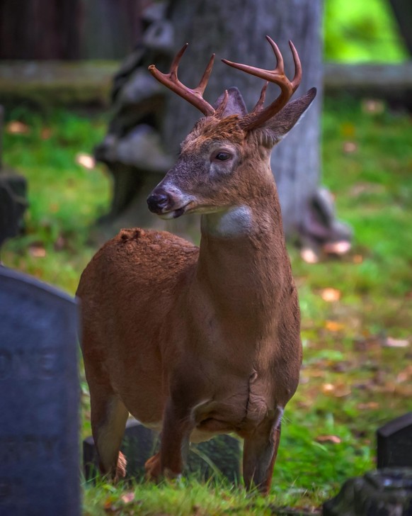 cute news tier hirsch

https://www.reddit.com/r/NatureIsFuckingLit/comments/186hm6w/captured_this_buck_roaming_a_cemetery_oc/