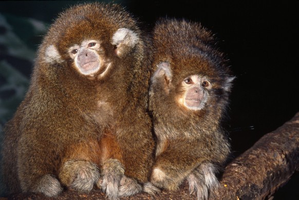 Bolivian Grey Titi Monkey Callicebus moloch donacophilus. Tropical rainforests of Bolivia. PUBLICATIONxINxGERxSUIxAUTxONLY Copyright: KenxLucas 10853002