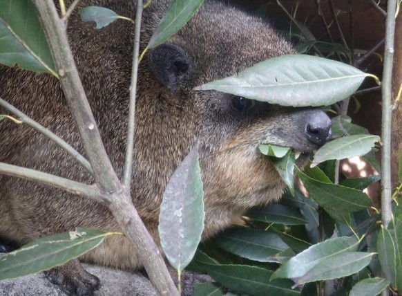 cute news tier hyrax

https://www.reddit.com/r/hyrax/comments/1rbhe4l/his_anonymity_is_preserved/