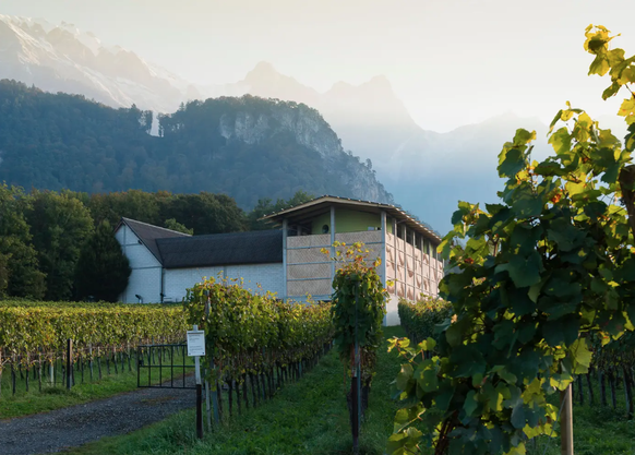 La cave moderne de Gantenbein entourée de vignes devant les montagnes Falknis en toile de fond à Fläsch.