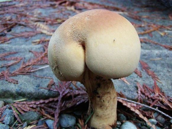 Des fesses dans la nature.