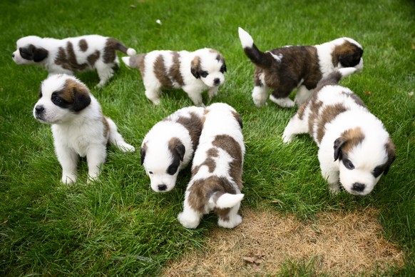Seven one month old puppies Sant-Bernard play in the grass at the Barry Foundation&#039;s kennel, in Martigny, Tuesday, Aug. 30, 2022. The Saint Bernard dog &quot;Edene du Grand St. Bernard&quot; gave ...