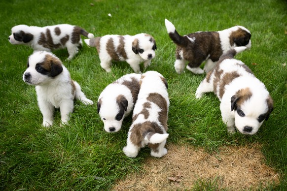 Seven one month old puppies Sant-Bernard play in the grass at the Barry Foundation's kennel, in Martigny, Tuesday, Aug. 30, 2022. The Saint Bernard dog "Edene du Grand St. Bernard" gave ...