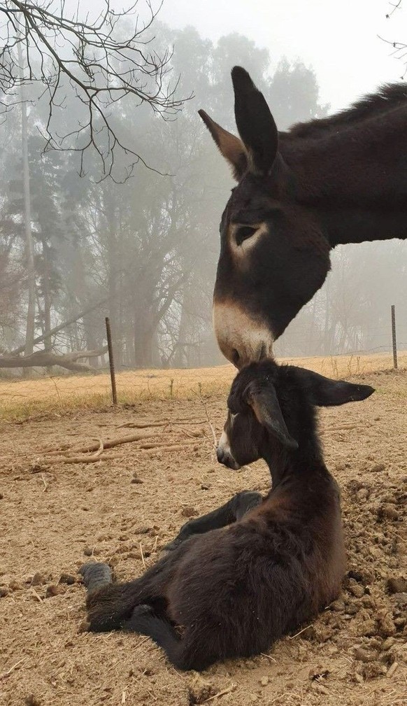 cute news tier esel

https://ch.pinterest.com/pin/1121888957178164894/