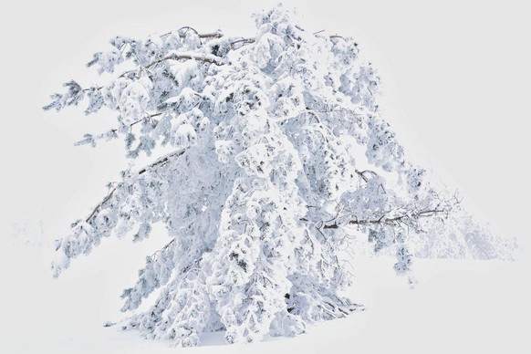 World Nature Photography Awards 2021: Plants and Fungi, 2. Platz, Vladislav Tasev, UK. Young pine, covered with snow, Central Stara Planina in Bulgaria.