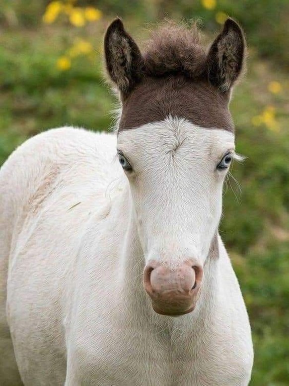 cute news tier pferd

https://ch.pinterest.com/pin/13651605114886027/