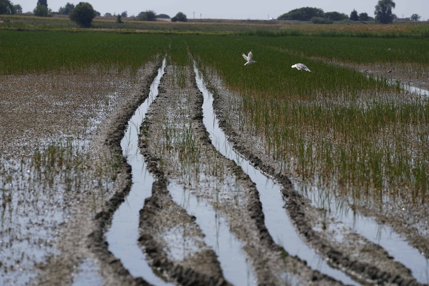 Seagulls fly over a rice field partially bathed by the sea water, in Porto Tolle, Italy, near the Delta Po&#039; river, Friday, July 29, 2022. Drought and unusually hot weather have raised the salt le ...