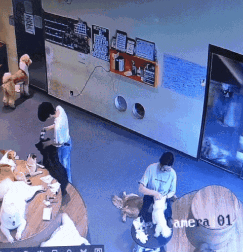 GIF animé