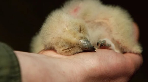 Un hibou grand-duc de trois jours dort sur la main de son gardien dans le centre de fauconnerie de Nordhoff.