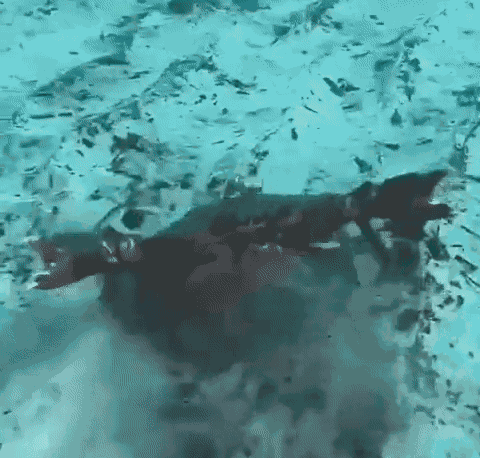 GIF animé