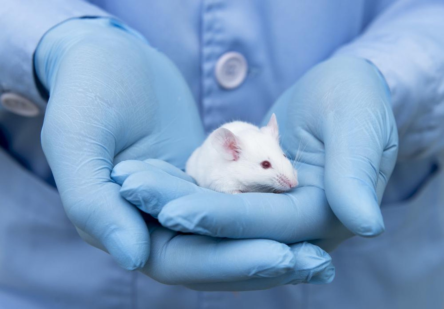 Du côté de la recherche fondamentale, les alternatives à l'expérimentation animale sont plus difficiles à mettre en place.