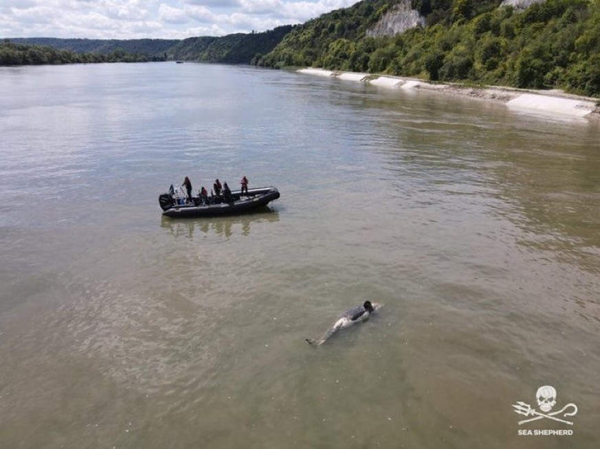 Les diverses tentatives des spécialistes pour guider l&#039;orque jusqu&#039;à la mer ont échoué. L&#039;orque est décédée