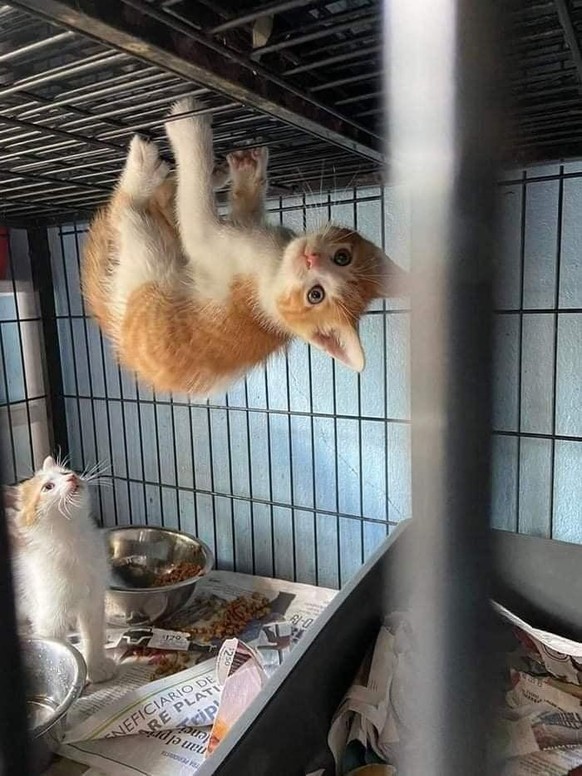 cute news tier katze

https://imgur.com/gallery/powerful-teenager-wtvXksB#/t/aww