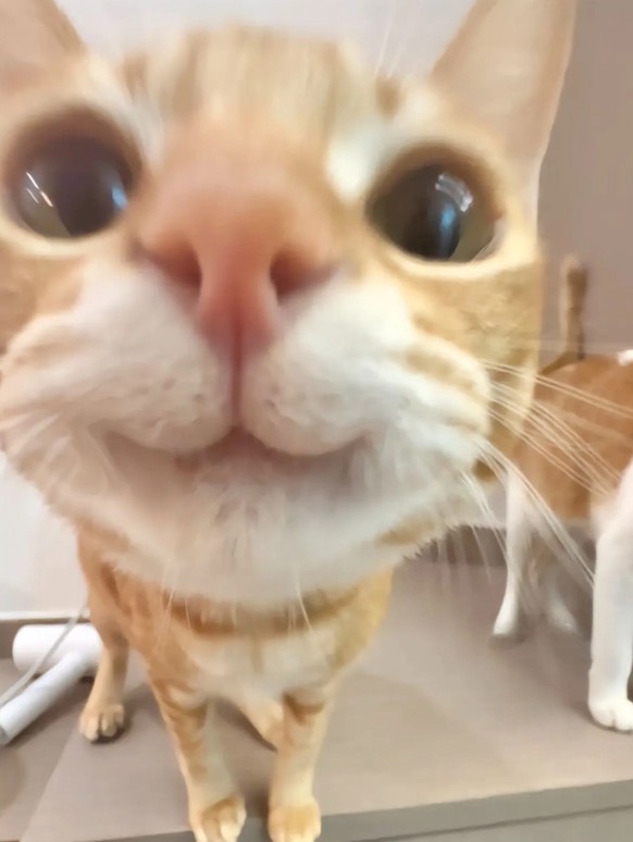 cute news tier katze

https://imgur.com/gallery/are-you-possibly-sad-today-here-this-may-help-you-DwLlCHF#/t/aww