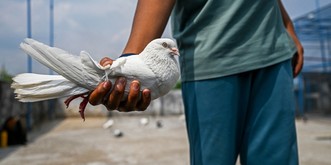 L'étrange bataille des pigeons entre l'Inde et le Pakistan
