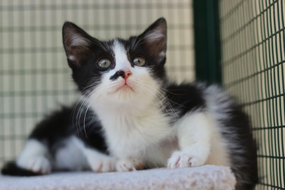 Les refuges suisses sont déjà saturés d’animaux abandonnés.